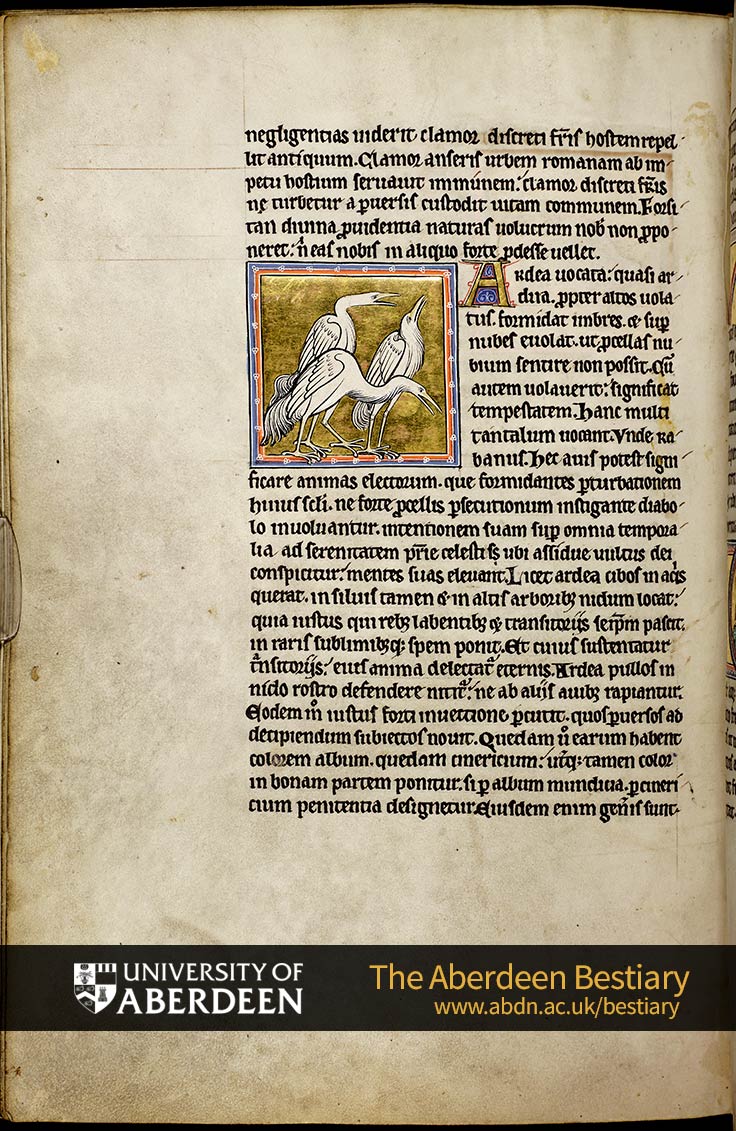 Folio 53v - the goose, continued. [De ardea] ; Of the heron | The Aberdeen Bestiary | The University of Aberdeen