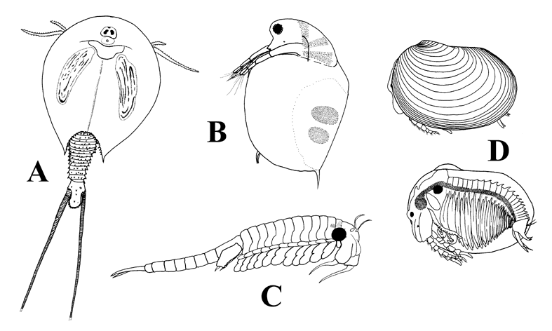 Examples of extant branchiopod crustaceans (not shown to scale): A: a notostracan or 'tadpole shrimp'; B: a cladoceran or 'water flea'; C: an anostracan or 'fairy shrimp'; D: a conchostracan or 'clam shrimp' (the lower image showing the animal with the left valve or 'shell' removed) (after McLaughlin 1980).