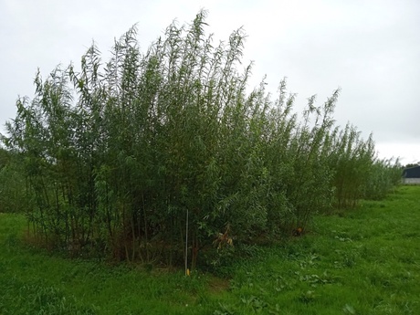 Willow plots in the research trial