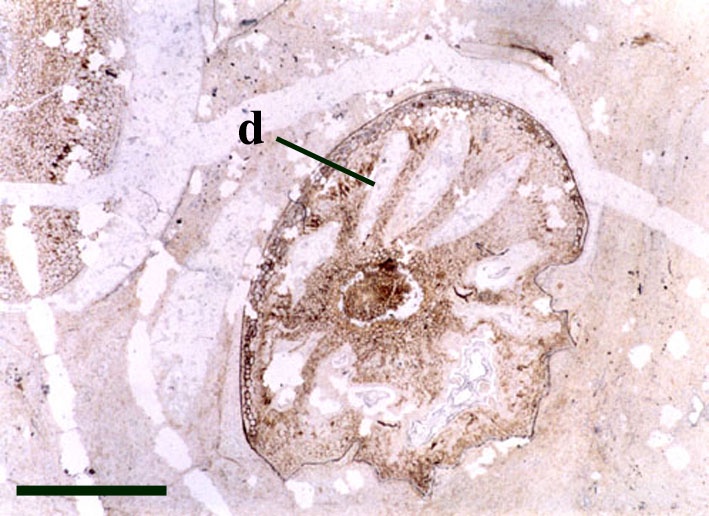 Transverse section through an Aglaophyton axis showing the characteristic cellular decay pattern in the cortex (d) (scale bar = 2mm).