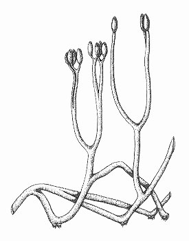 Reconstruction of Aglaophyton major with fertile upright axes bearing fusiform sporangia (after D. S. Edwards 1986).