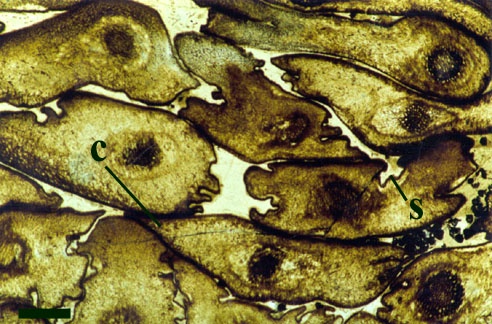 Slightly oblique transverse section through prostrate stems of Aglaophyton major. The stems show partial decay, shrinkage (s) and minor compaction (c) (scale bar = 1mm).
