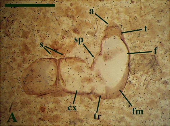 Ventral view of parts of the poison claws or forcipules of Crussolum sp. (A) (scale bar = 1mm). Shown are the coxosternite (cx) with socketed spines (s), 'trochanter' (tr), femuroid (fm) with spine socket (sp), femur (f), tibia (t) and the base of the apical claw (a).