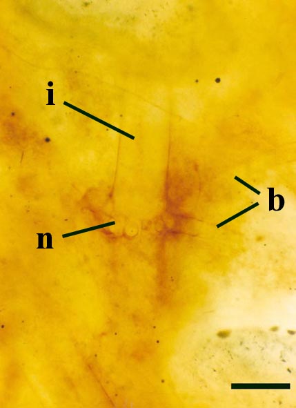 Secondary rays (b) emerging from the nodal cells (n) on a lateral branch of Palaeonitella cranii. Internodal cells also shown (i) (scale bar = 150µm).