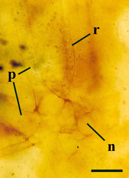 Close-up of a rhizoid of Palaeonitella cranii showing nodal cells (n), primary rhizoids (p) and rhizoid branches (r) (scale bar = 150µm).