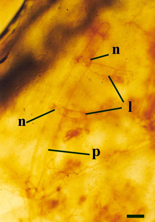 Palaeonitella cranii showing clusters of nodal cells (n) interspersed with long internodal cells (p). Lateral branches (l) are emerging from the nodes (scale bar = 150µm).