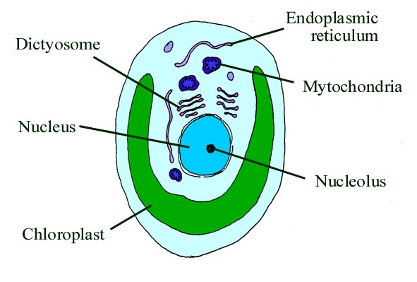 Diagrammatic section through a single eukaryotic cell.