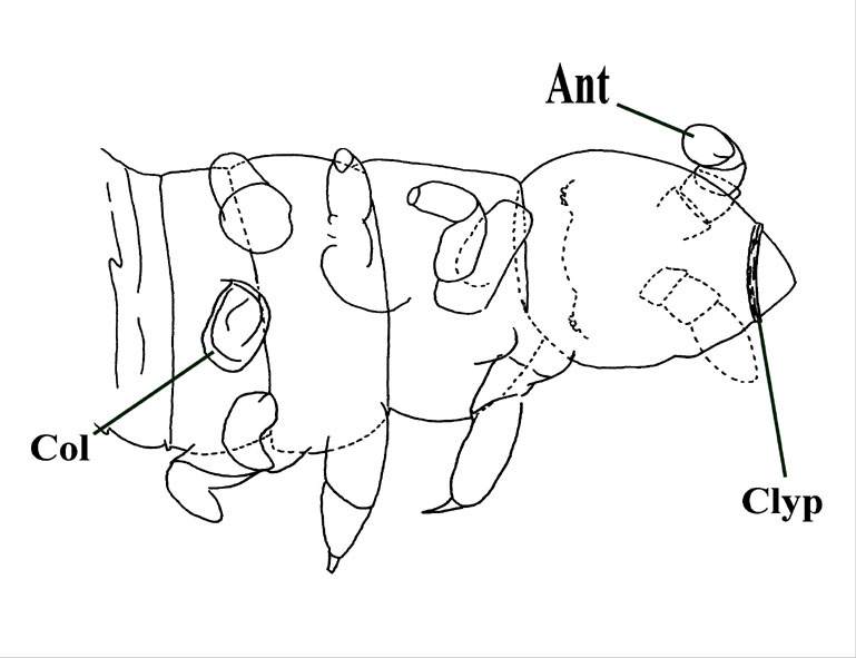 Rhyniella praecursor showing head, thorax and first two abdominal segments. Full series of leg appendages (3 pairs) shown together with the collophore (Col), antenna (Ant) and clypeus (Clyp) (after Scourfield 1940b).