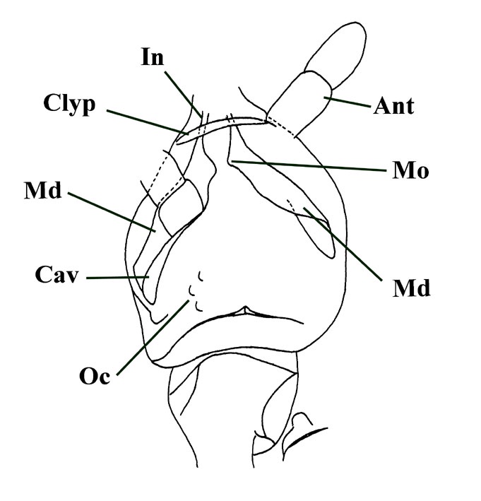 Dorsal view of head showing parts of the left and right antennae (Ant), clypeus (Clyp), mandibles (Md) with the opening to the mandibular cavity (Cav) and the left ocelli (Oc). The incisor (In) and molar (Mo) areas of the mandibles are also illustrated (after Hirst & Maulik 1926 and Scourfield 1940) .