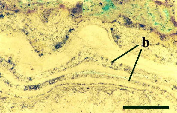 Cross section through crenulated 'stromatolitic' laminae. The darker layers (b) contain relic filaments that may represent cyanobacteria. This section is taken from the block of Windyfield chert displaying the geyser vent splash texture seen in previous sections (scale bar = 500µm).