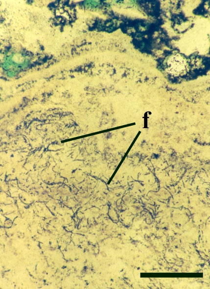 Possible filamentous cyanobacteria (f) within stromatolitic laminae in Windyfield chert (scale bar = 200µm).