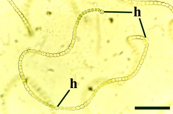 Modern freshwater cyanobacteria forming a chain-like colony of single cells, showing occasional larger, thick-walled heterocysts (h) (scale bar = 100µm).