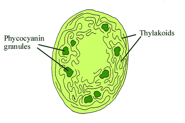 Diagrammatic section through a prokaryotic cell.