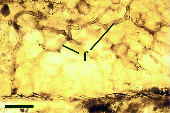 Fungal hyphae (f) penetrating the outer cortex of an Aglaophyton major stem (scale bar = 100μm) (Copyright owned by University of Münster).