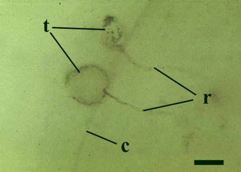 Two spherical  thalli of Lyonomyces pyriformis (t) attached to the outside of a Palaeonitella cell. The cell wall (c) is penetrated by two collapsed rhizoids (r) (scale bar = 10μm) (Copyright owned by University of Münster).