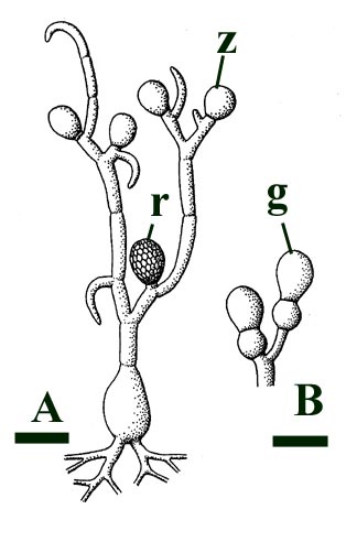 Idealised reconstruction of Palaeoblastocladea milleri. A: Sporothallus showing terminal zoosporangia (z) and resting sporangia (r) (scale bar = 40μm). B: Part of a gametothallus showing terminal gametangia (g) (scale bar = 20μm) (after Remy et al. 1994).