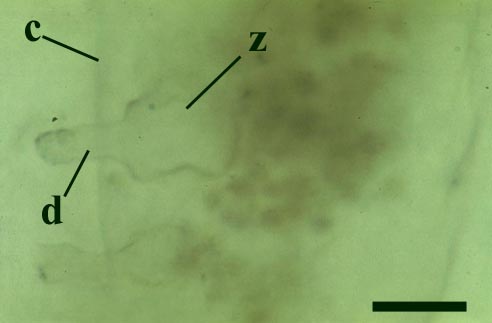 The zoosporangium of Milleromyces rhyniensis within a Palaeonitella cell. The cell wall of the alga (c) is penetrated by a cylindrical discharge tube (d). The globose zoosporangium inside the cell (z) is empty and partially collapsed (scale bar = 20μm) (Copyright owned by University of Münster).