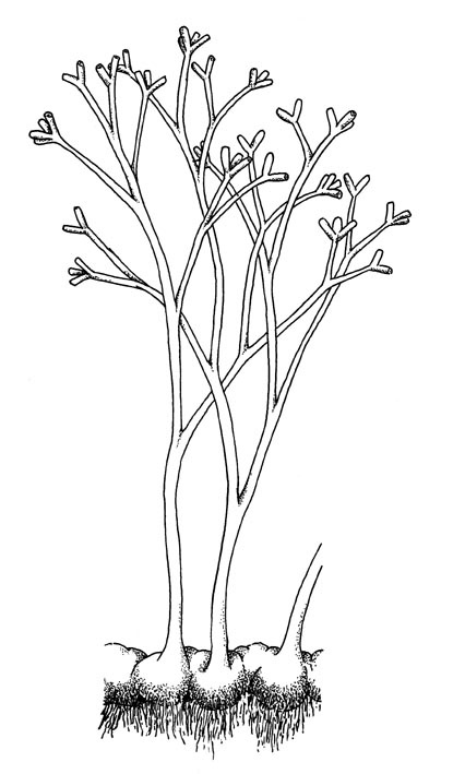 Reconstruction of Horneophyton lignieri showing bulbous corm-like rhizomes with rhizoids; dichotomously branching aerial axes with branching terminal sporangia (based on Eggert 1974).