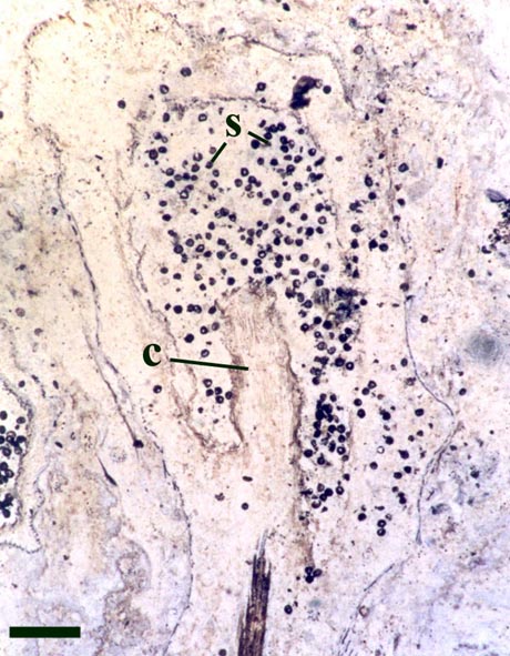 A sporangium of Horneophyton showing spores (s) and the central columella (c) (scale bar = 500μm).