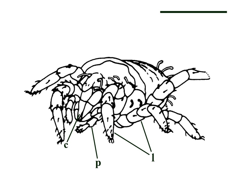 The holotype of the mite Protacarus crani, showing stylet-like chelicerae (c), pedipalps (p) and walking legs (l) (after Hirst 1923) (scale bar = 100μm).