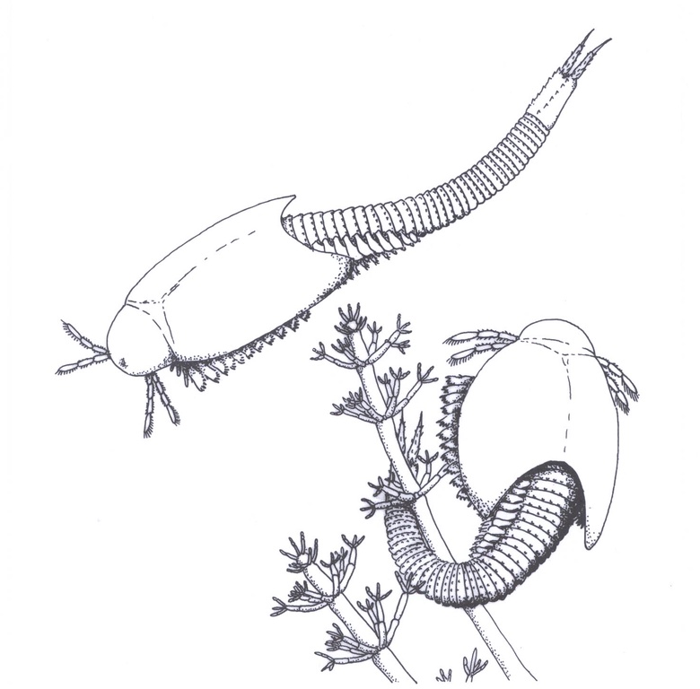 Reconstruction of the crustacean Castracollis wilsonae (Fayers and Trewin 2003), shown with a hypothetical cephalothoracic shield. The animal in the lower right of the image is next to axes of the charophyte Palaeonitella cranii.