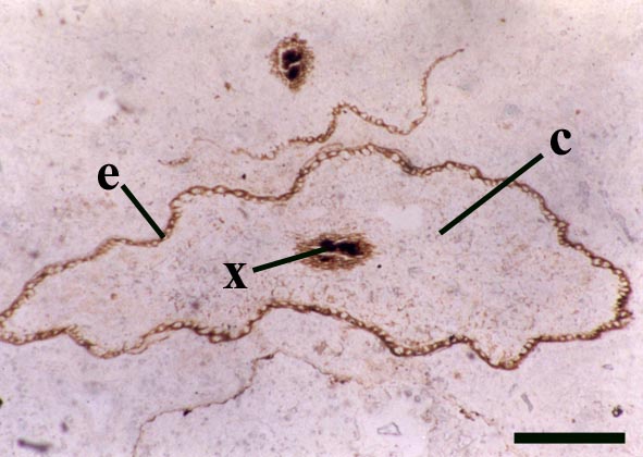 Transverse section through aerial axes of Nothia aphylla showing irregular epidermis (e), poorly preserved cortex (c) and split, elliptical xylem strand (x) (scale bar = 1mm).