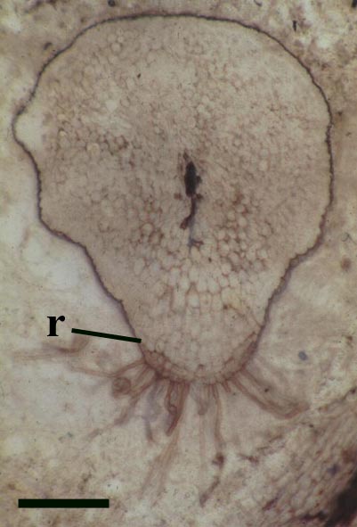 Transverse cross section through a primary rhizomal axis of Nothia aphylla showing ventral rhizoidal ridge (r) with rhizoids (scale bar = 500μm) (Copyright owned by University of Münster).