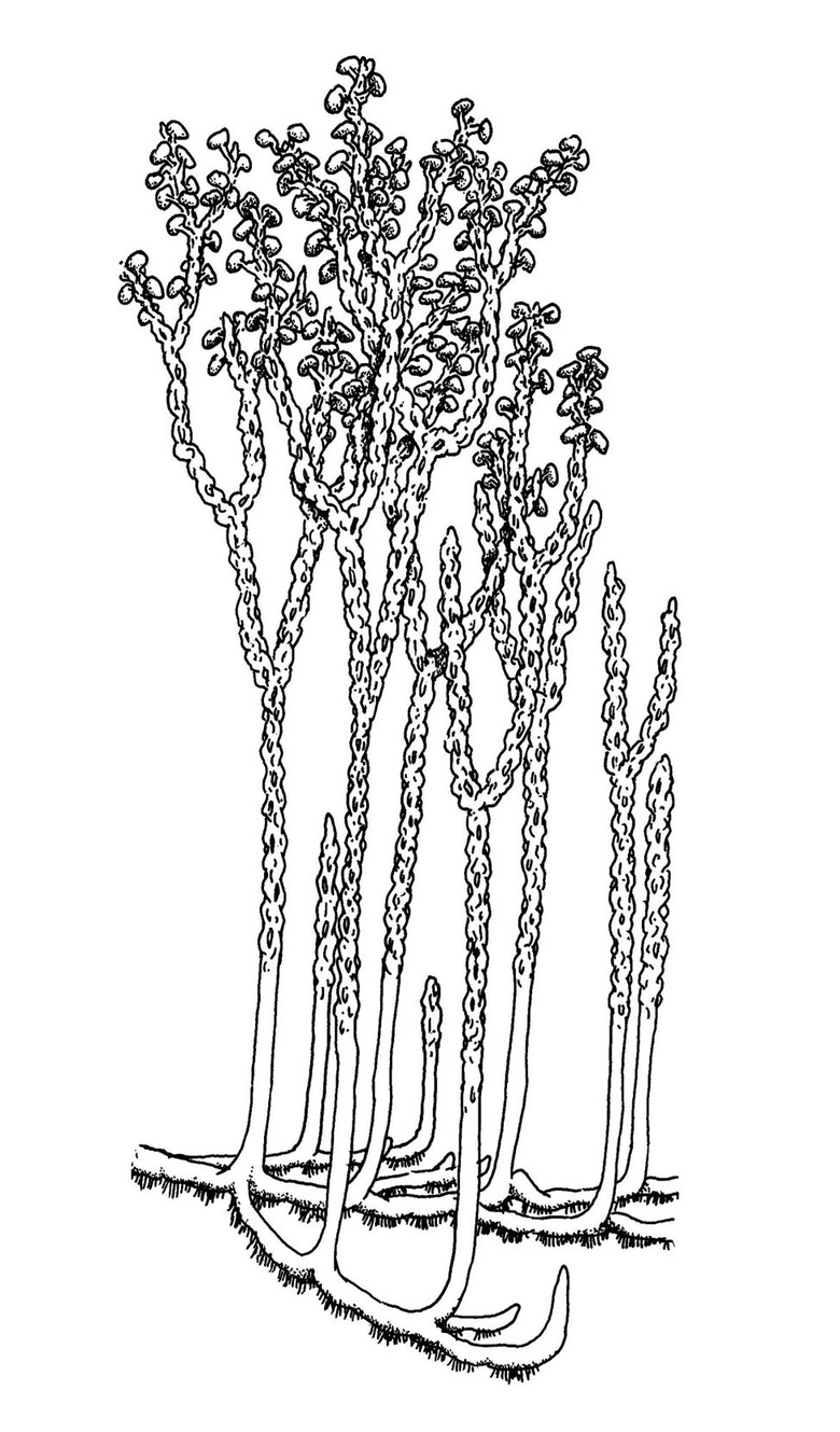 Reconstruction of Nothia aphylla showing primary rhizomal axes with upright stems passing upwards into aerial axes with distinctive irregular epidermis. Terminal branches locally bearing lateral sporangia (based on Kerp et al. 2001).
