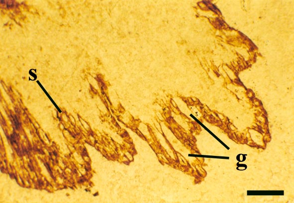 Close-up of epidermis of Nothia in slightly oblique transverse cross-section showing alternations of short (s) and 'giant' cells (g) (scale bar = 300μm).