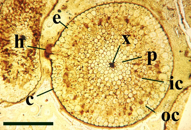 Transverse section through a Rhynia axis showing xylem (x), 'phloem' (p), inner cortex (ic), outer cortex (oc), epidermis (e), cuticle (c) and a small hemispherical projection (h) (scale bar = 1mm) (Copyright owned by University of Münster).