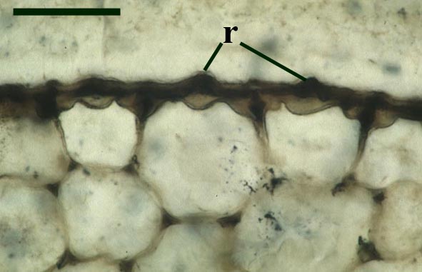 Transverse cross section through the cuticle and epidermis of Rhynia showing the median ridges on the cuticle (r)  (scale bar = 100μm) (Copyright owned by University of Münster).
