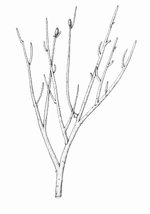 Reconstruction of Rhynia gwynne-vaughanii showing two fertile branches with terminal sporangia (rhizomal axes not shown) (after D. S. Edwards 1980).