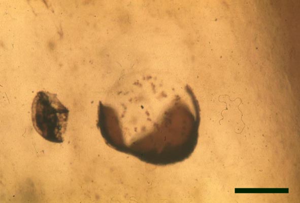 Spore preserved after the trilete mark has split with the embryo beginning to emerge (scale bar = 50μm) (Copyright owned by University Münster).