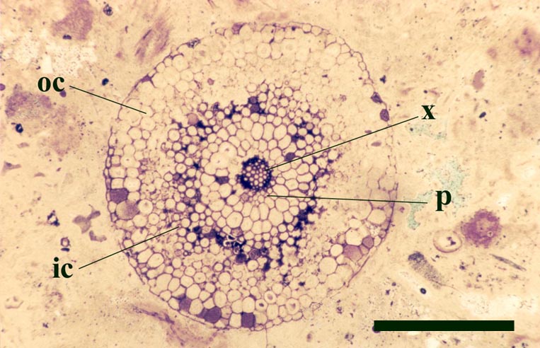 Transverse section through an axis of Trichopherophyton teuchansii showing xylem (x), phloem (p), inner cortex (ic) and outer cortex (oc) (scale bar = 1mm).