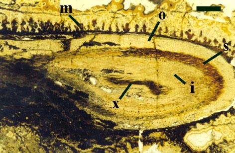 Slightly oblique section through an aerial axis of Ventarura showing outer cortex (o), middle cortex (s), inner cortex (i) and xylem strand (x). The cuticle of the axis is coated by a brown coloured microbial mucilage (m) (scale bar = 2mm).