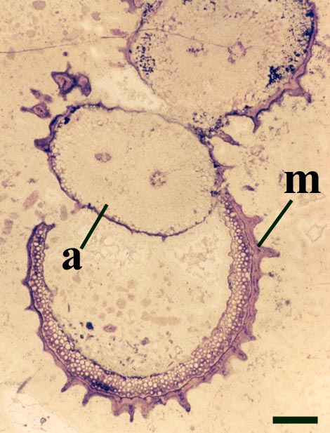 Straw of a Ventarura axis with microbial mucilage (m) cut by a later branching rhizomal axis (a) (scale bar = 1mm).
