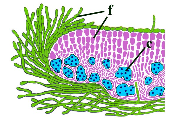 Diagrammatic section through a lichen showing the layered fungal hyphae (f) and alga or cyanobacterium (c).