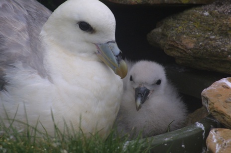 A northern fulmar and chick on a nest on Eynhallow, Orkney