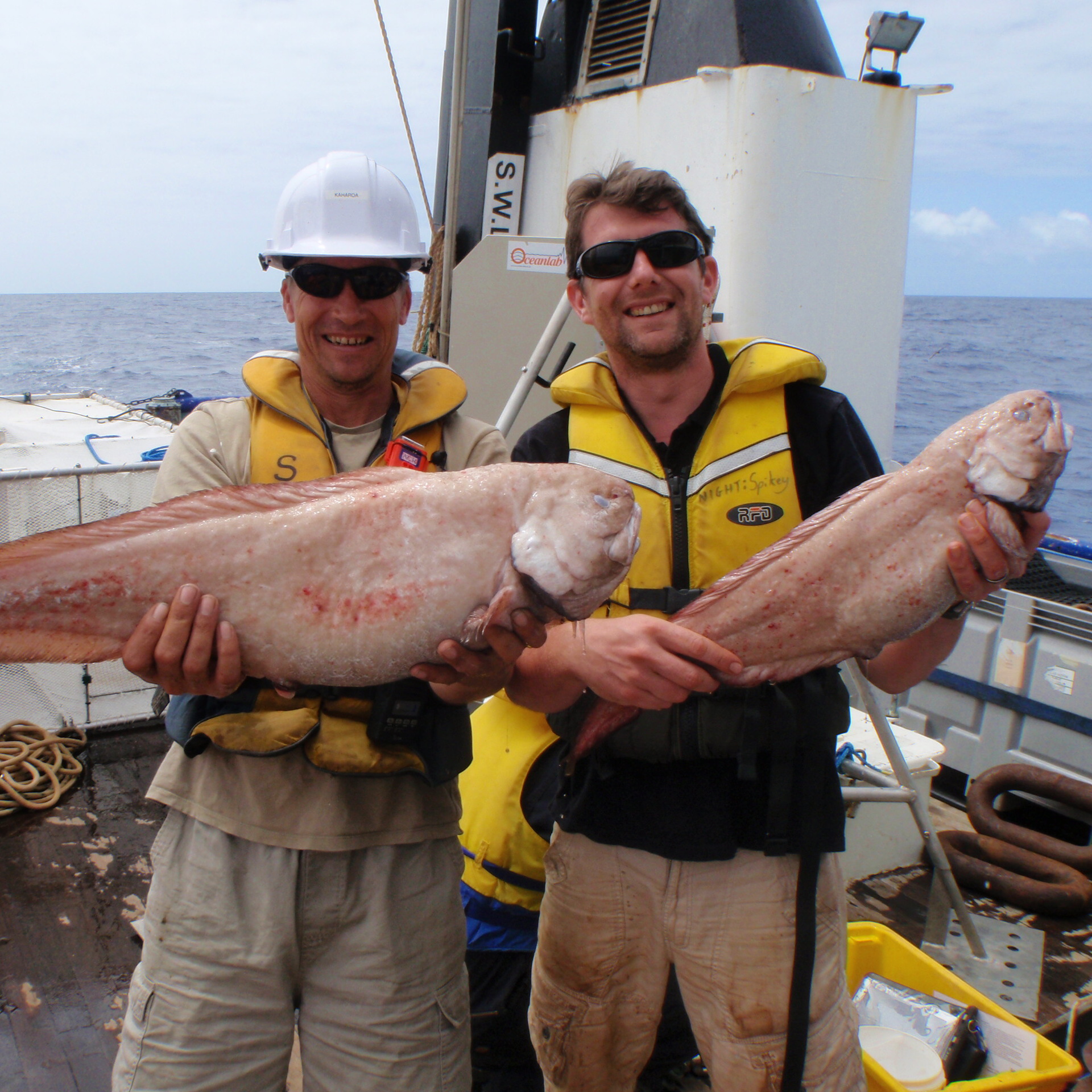 New fish discovered in one of deepest points on Earth News The