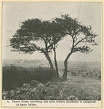 B3 234 - Thorn trees marking the spot where Gardiner is supposed to have fallen, Prestonpans, Haddingtonshire