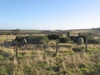 Strichen Stone Circle, view of the whole circle