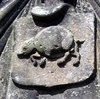 crest boar detail