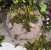 Skull on gravestone