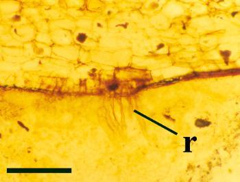 Rhizoids (r) on an Aglaophyton rhizomal axis (scale bar = 200μm).