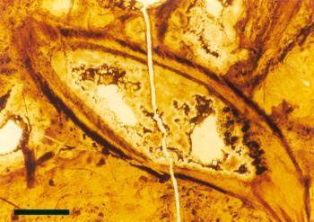 An empty sporangium of Aglaophyton (scale bar = 2mm).