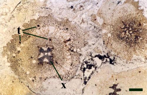 Transverse cross-sections through aerial axes of Asteroxylon mackiei showing stellate xylem strand (x) and 'leaf traces' (t) (scale bar = 1mm).