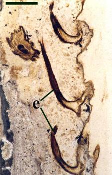 Longitudinal section of the outer cortex and epidermis of an aerial axis of Asteroxylon mackiei showing three non-vascularised scale-like enations or 'leaves' (e) (scale bar = 2mm).