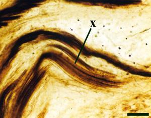 Slightly oblique longitudinal cross-section of the xylem strand of Asteroxylon (x) showing spiral thickenings. (scale bar = 500μm).