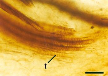 Close up of the stellate xylem strand of Asteroxylon mackiei showing spiral thickenings (t) (scale bar = 100μm).