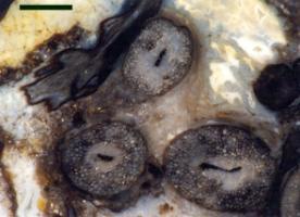 Transverse cross-section through three rhizomal axes of Asteroxylon (scale bar = 2mm).